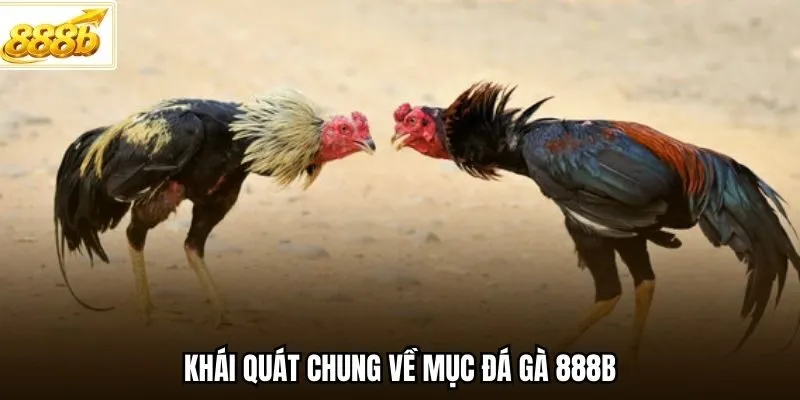 Khái quát chung về mục đá gà 888B
