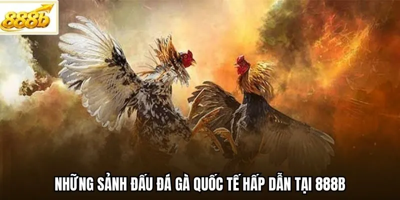 Những sảnh đấu đá gà quốc tế hấp dẫn tại 888B