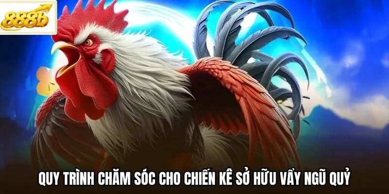 Quy trình chăm sóc cho chiến kê sở hữu vẩy ngũ quỷ